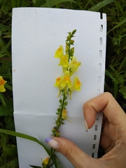 Linaria vulgaris