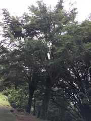 Tsuga chinensis