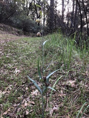Fritillaria micrantha