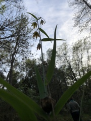 Fritillaria micrantha