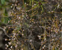 Micromyrtus ciliata