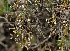 Micromyrtus ciliata