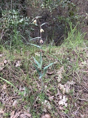 Fritillaria micrantha
