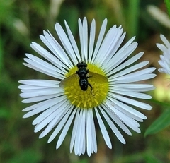 Phania funesta