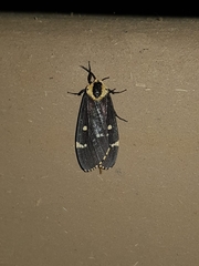 Lymantria semicincta