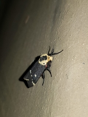 Lymantria semicincta