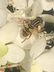 Helophilus pendulus
