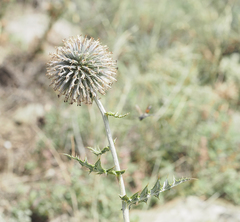 Echinops armatus