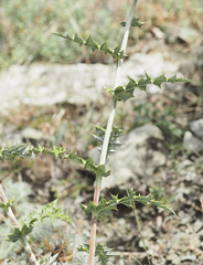 Echinops armatus