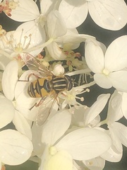 Helophilus pendulus