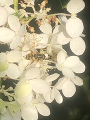 Helophilus pendulus