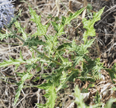 Echinops armatus