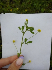 Medicago lupulina
