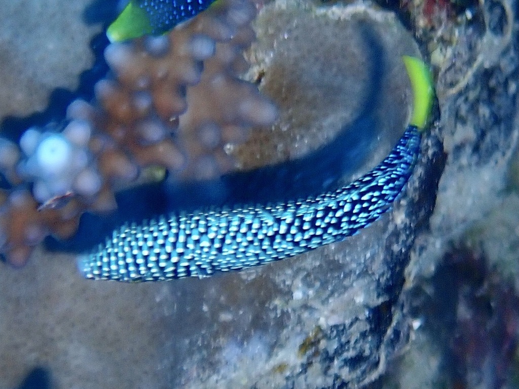 Yellowtail wrasse