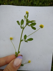 Medicago lupulina
