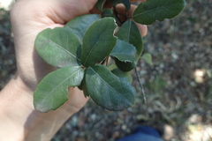 Elaeodendron zeyheri