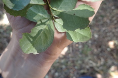 Elaeodendron zeyheri