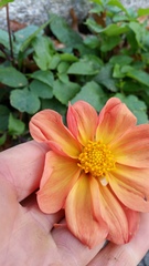 Dahlia pinnata