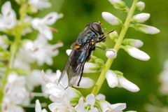 Helophilus hochstetteri