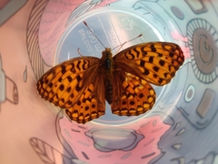 Argynnis adippe