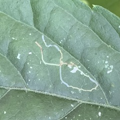Lepidoptera