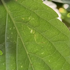Lepidoptera