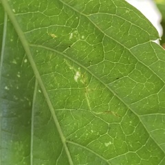 Lepidoptera