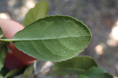 Elaeodendron zeyheri