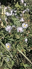 Symphyotrichum × salignum