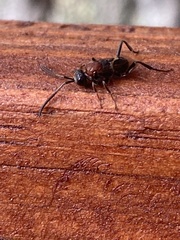 Evaniella semaeoda