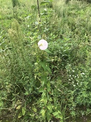 Calystegia sepium spectabilis