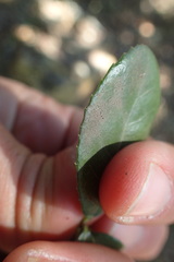 Elaeodendron zeyheri