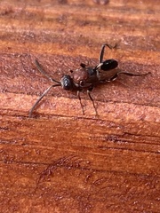 Evaniella semaeoda