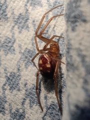 Steatoda grossa