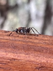 Evaniella semaeoda