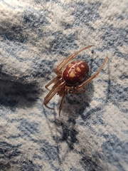 Steatoda grossa
