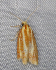 Sparganothis tristriata