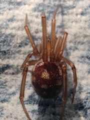 Steatoda grossa