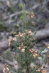 Pultenaea mollis