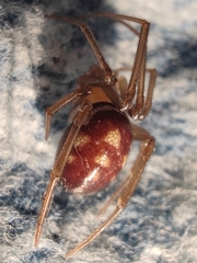 Steatoda grossa
