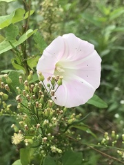 Calystegia sepium spectabilis