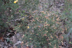 Pultenaea mollis