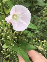 Calystegia sepium spectabilis