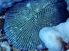 Ctenactis