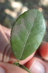 Elaeodendron zeyheri
