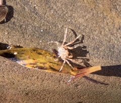 Halicarcinus