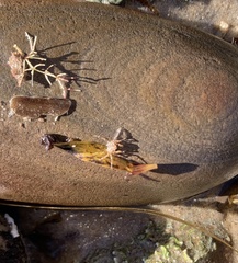 Halicarcinus