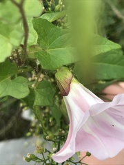 Calystegia sepium spectabilis