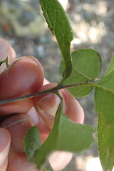 Elaeodendron zeyheri