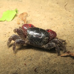 Neosarmatium indicum